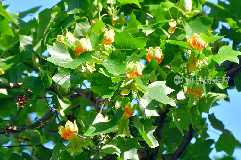 郁金香树花/鹅掌楸郁金香花